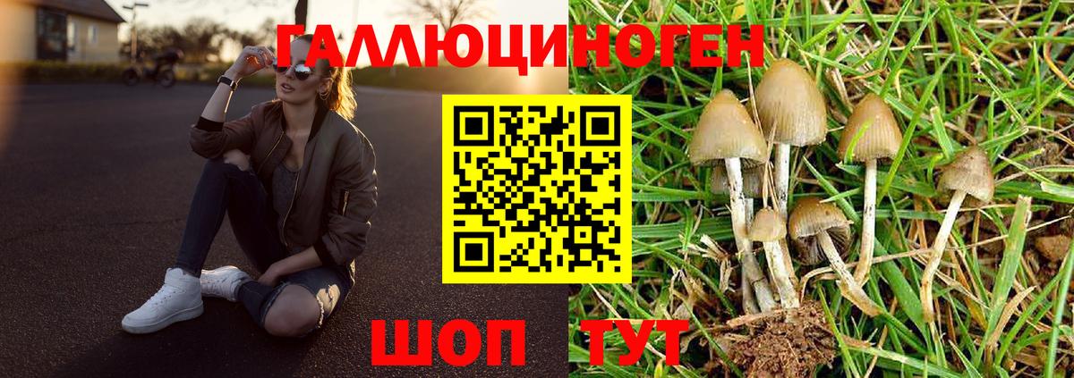 Галлюциногенные грибы GOLDEN TEACHER  Псилоцибиновые грибы Psilocybine cubensis  Всеволожск  Вход с VPN 